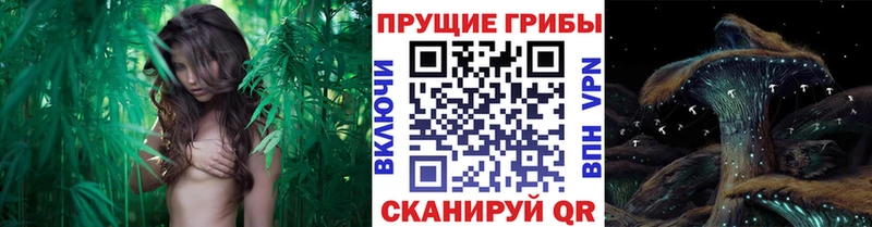 Псилоцибиновые грибы прущие грибы  купить наркоту  hydra tor  Почеп 